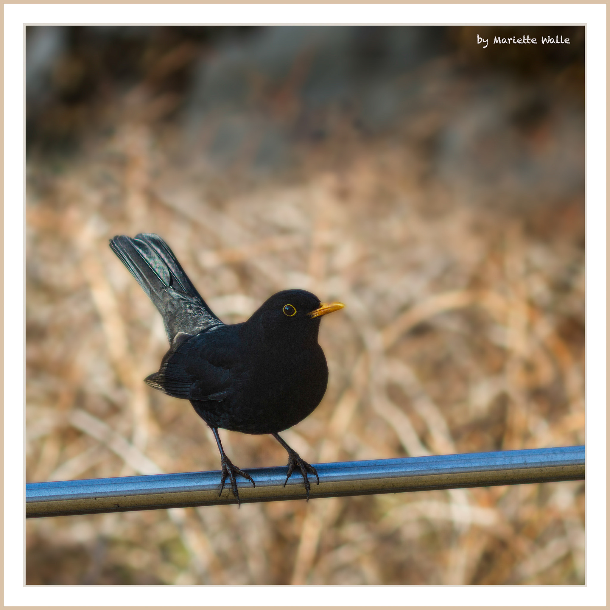 Canon EOS 7D + Canon EF 135mm F2L USM sample photo. The blackbird enjoys the sunny weather photography