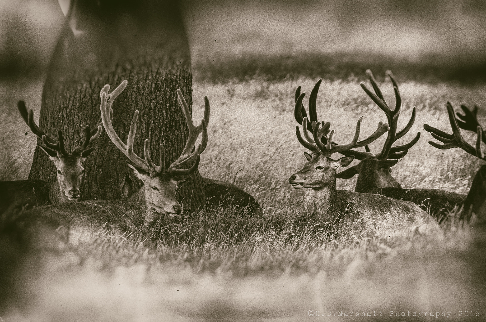 Nikon D300S + Tamron SP 150-600mm F5-6.3 Di VC USD sample photo. Group of stags photography