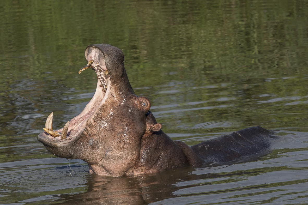 Nikon AF-S Nikkor 400mm F2.8E FL ED VR sample photo. Hippo photography