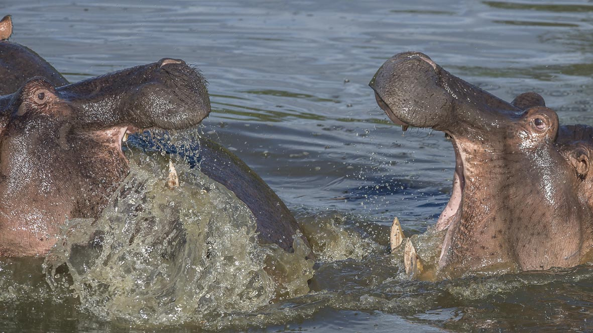 Nikon AF-S Nikkor 400mm F2.8E FL ED VR sample photo. Hippo photography