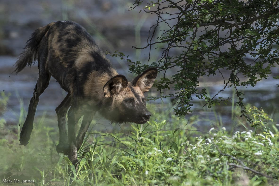Nikon AF-S Nikkor 800mm F5.6E FL ED VR sample photo. Wild dog photography