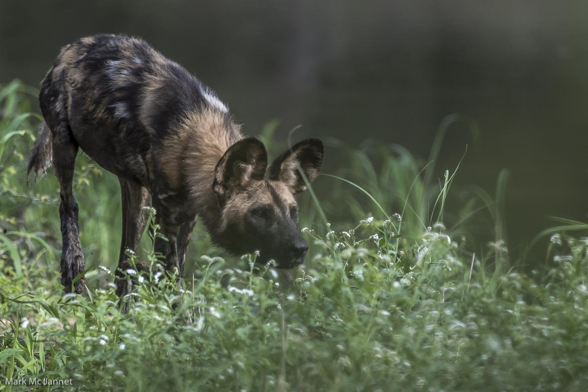 Nikon D5 + Nikon AF-S Nikkor 800mm F5.6E FL ED VR sample photo. Wild dog photography