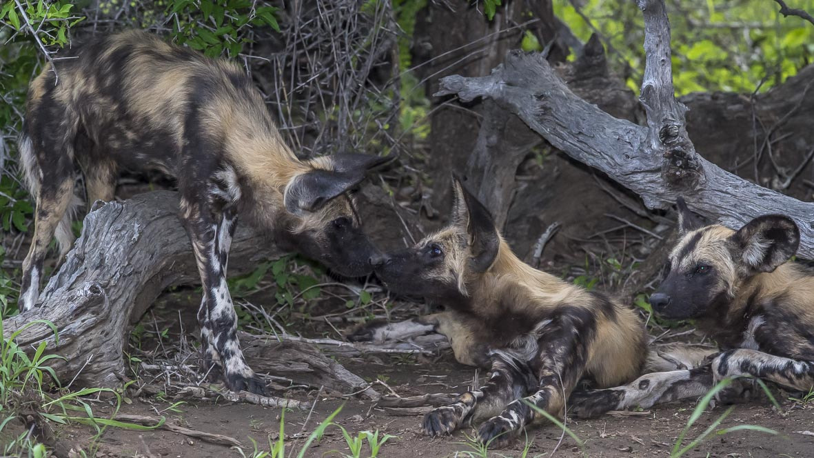 Nikon AF-S Nikkor 400mm F2.8E FL ED VR sample photo. Wild dog photography