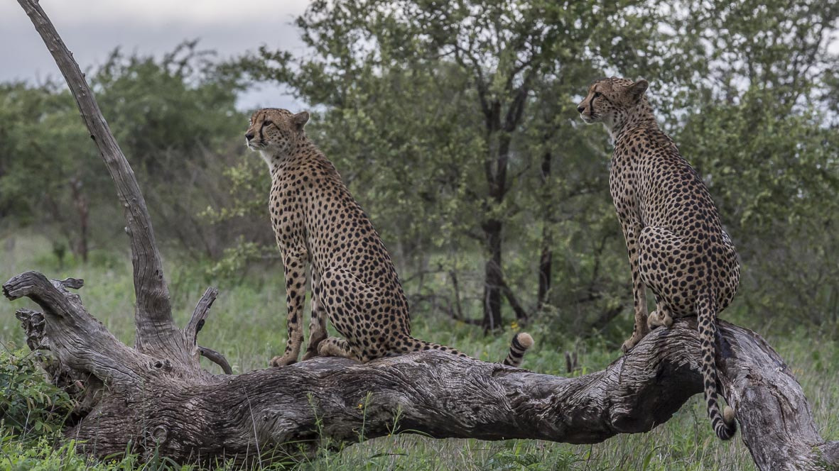 Nikon D4S sample photo. Cheetah photography