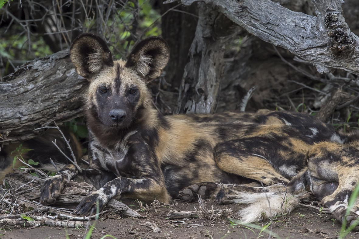 Nikon D4S + Nikon AF-S Nikkor 400mm F2.8E FL ED VR sample photo. Wild dog photography