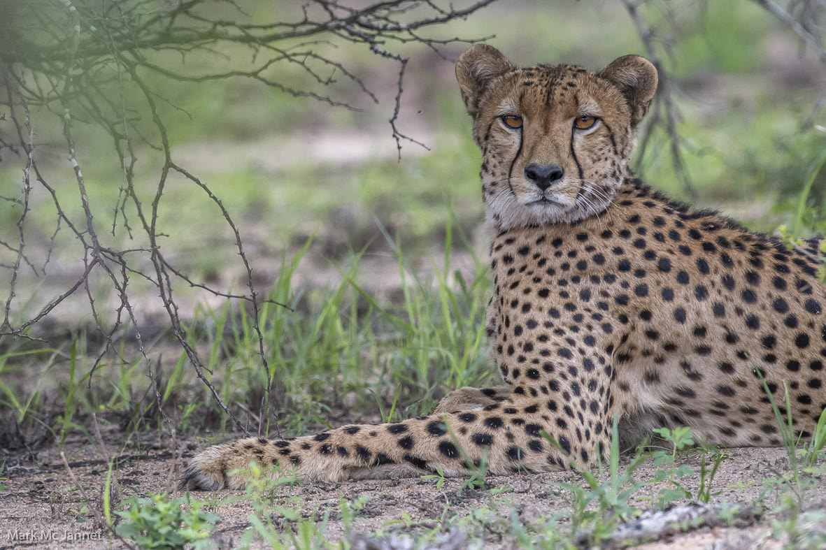 Nikon AF-S Nikkor 800mm F5.6E FL ED VR sample photo. Cheetah photography