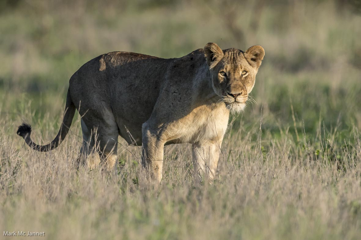 Nikon AF-S Nikkor 800mm F5.6E FL ED VR sample photo. Lion photography