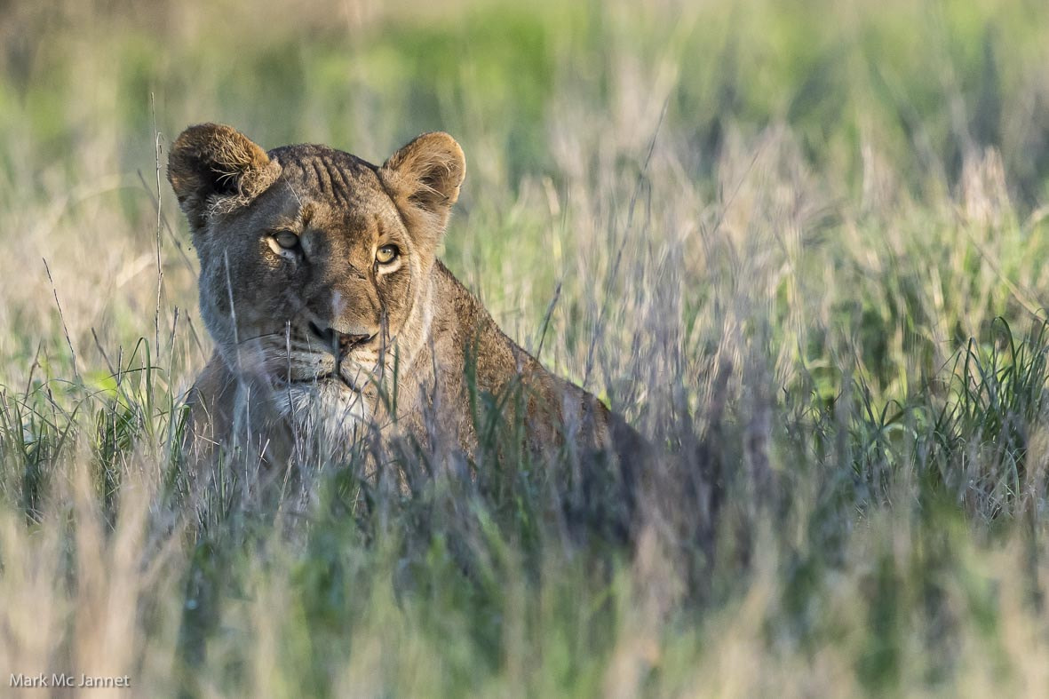 Nikon AF-S Nikkor 800mm F5.6E FL ED VR sample photo. Lion photography