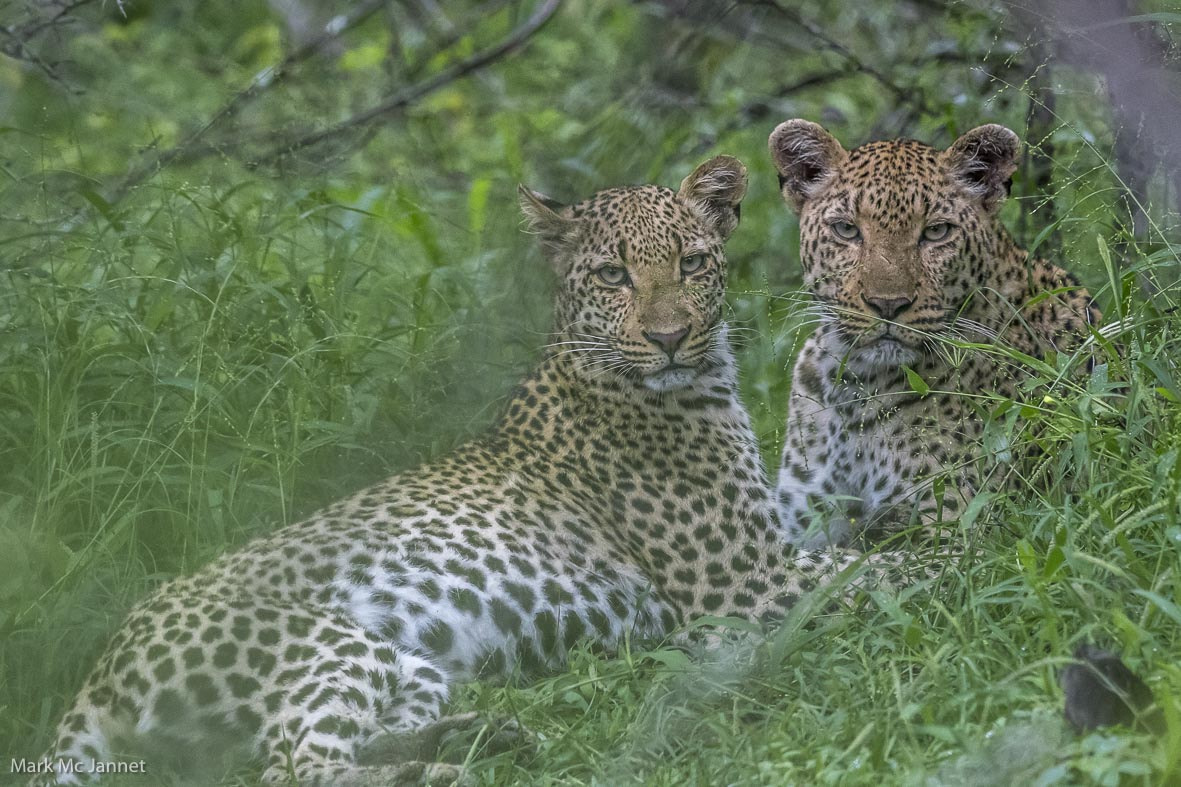 Nikon AF-S Nikkor 800mm F5.6E FL ED VR sample photo. Leopard photography