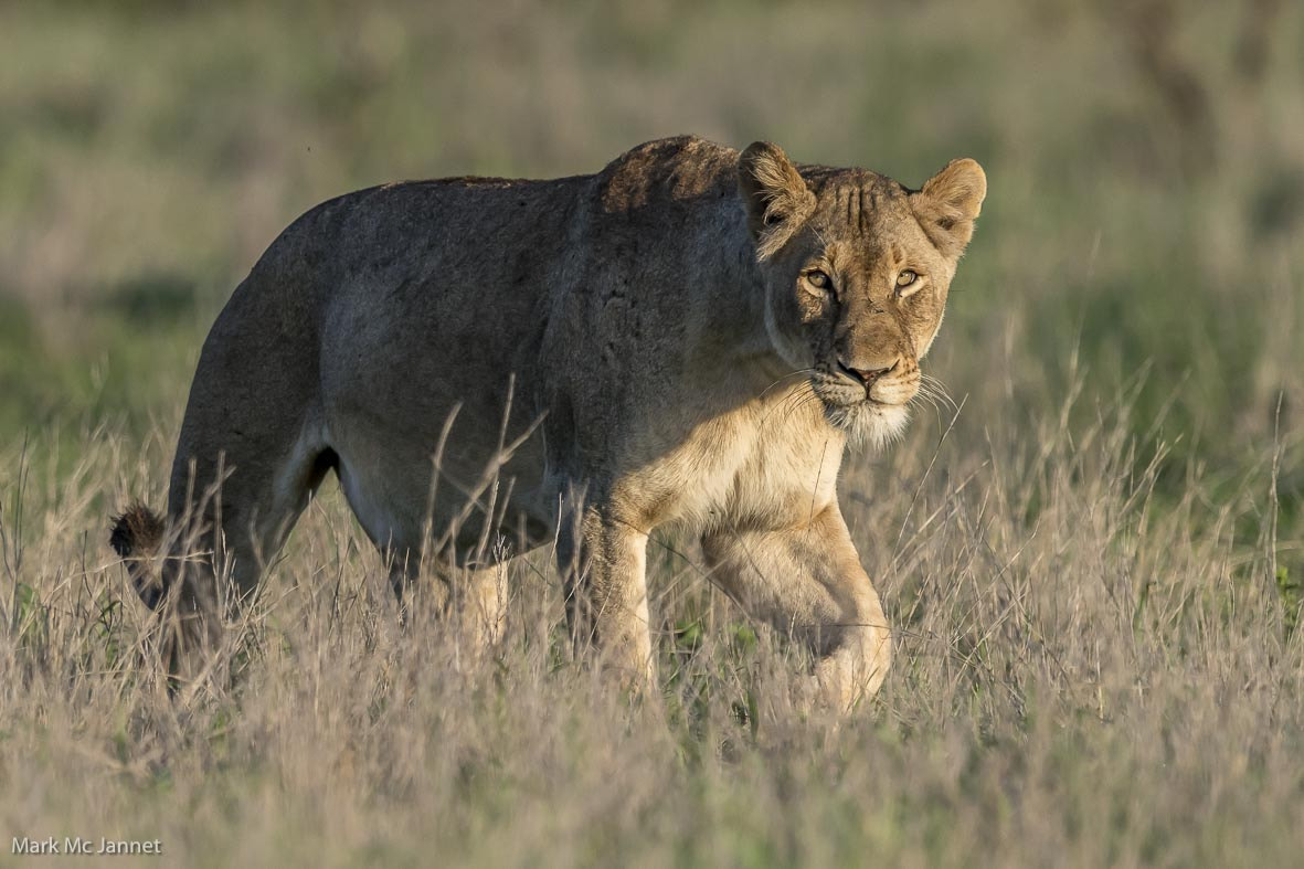 Nikon AF-S Nikkor 800mm F5.6E FL ED VR sample photo. Lion photography