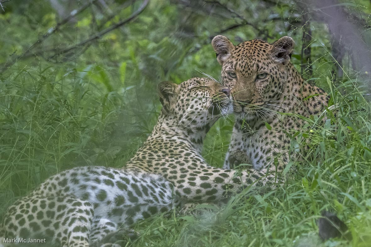 Nikon AF-S Nikkor 800mm F5.6E FL ED VR sample photo. Leopard photography