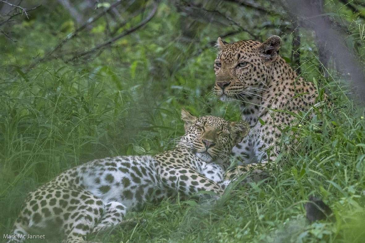 Nikon AF-S Nikkor 800mm F5.6E FL ED VR sample photo. Leopard photography