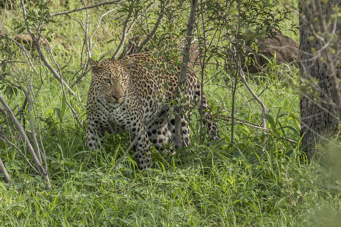 Nikon D4S sample photo. Leopard photography