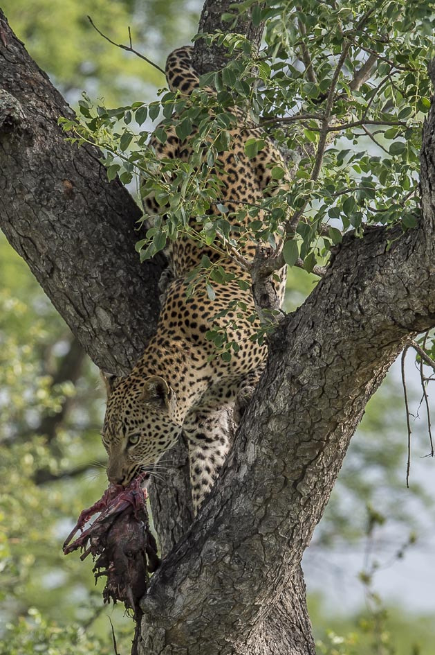 Nikon AF-S Nikkor 400mm F2.8E FL ED VR sample photo. Leopard photography