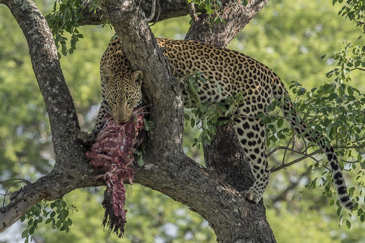 Nikon D4S + Nikon AF-S Nikkor 400mm F2.8E FL ED VR sample photo. Leopard photography