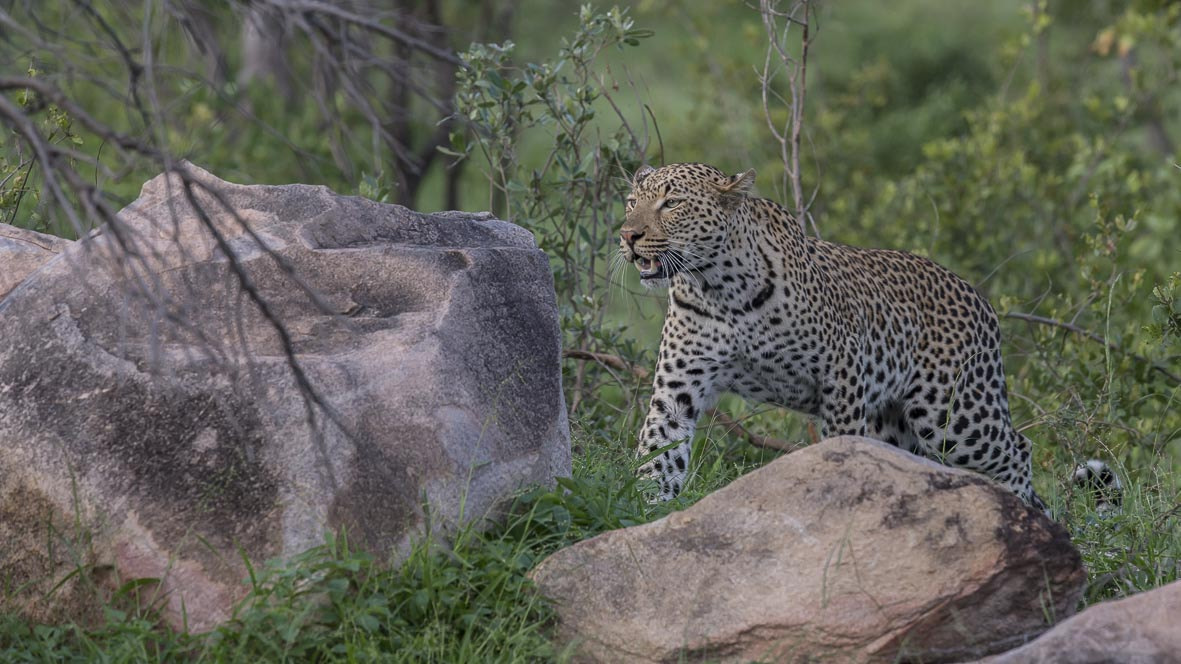 Nikon AF-S Nikkor 400mm F2.8E FL ED VR sample photo. Leopard photography