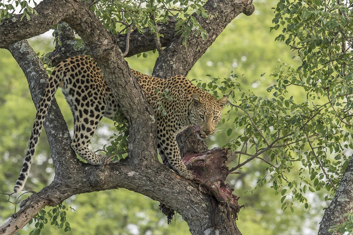 Nikon D4S sample photo. Leopard photography
