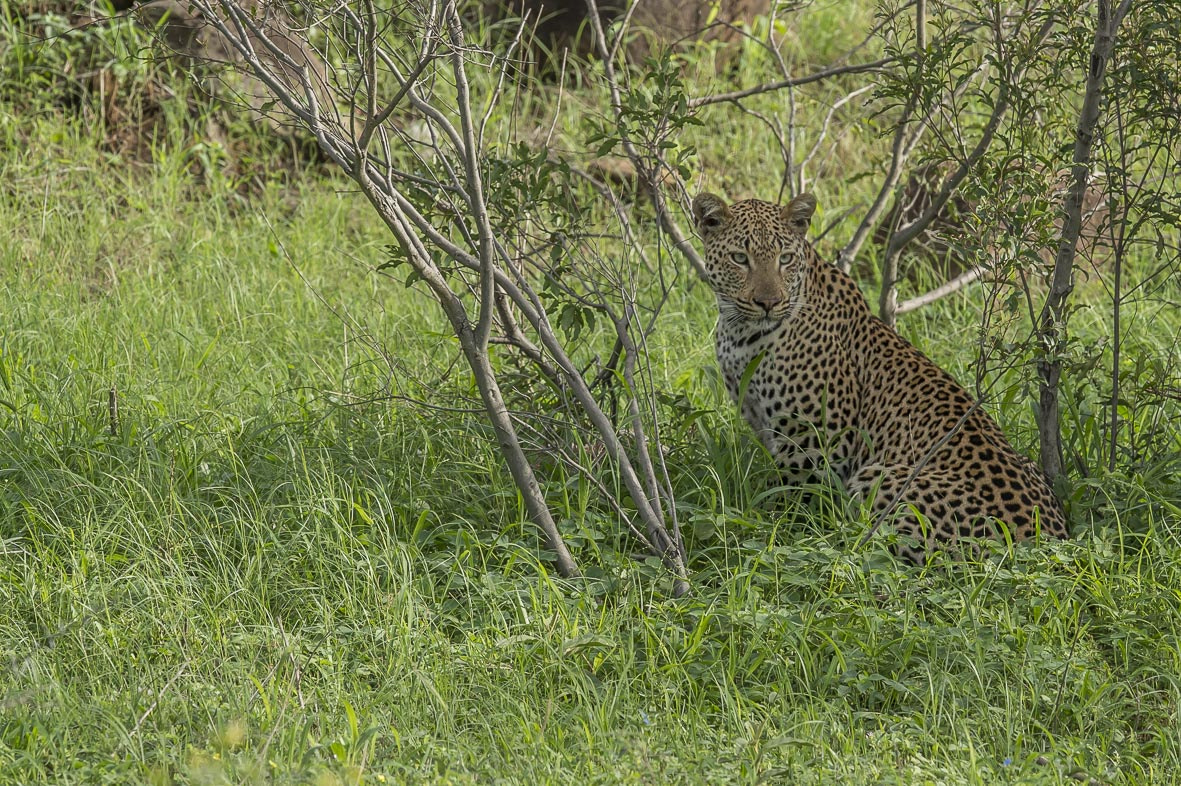 Nikon AF-S Nikkor 400mm F2.8E FL ED VR sample photo. Leopard photography