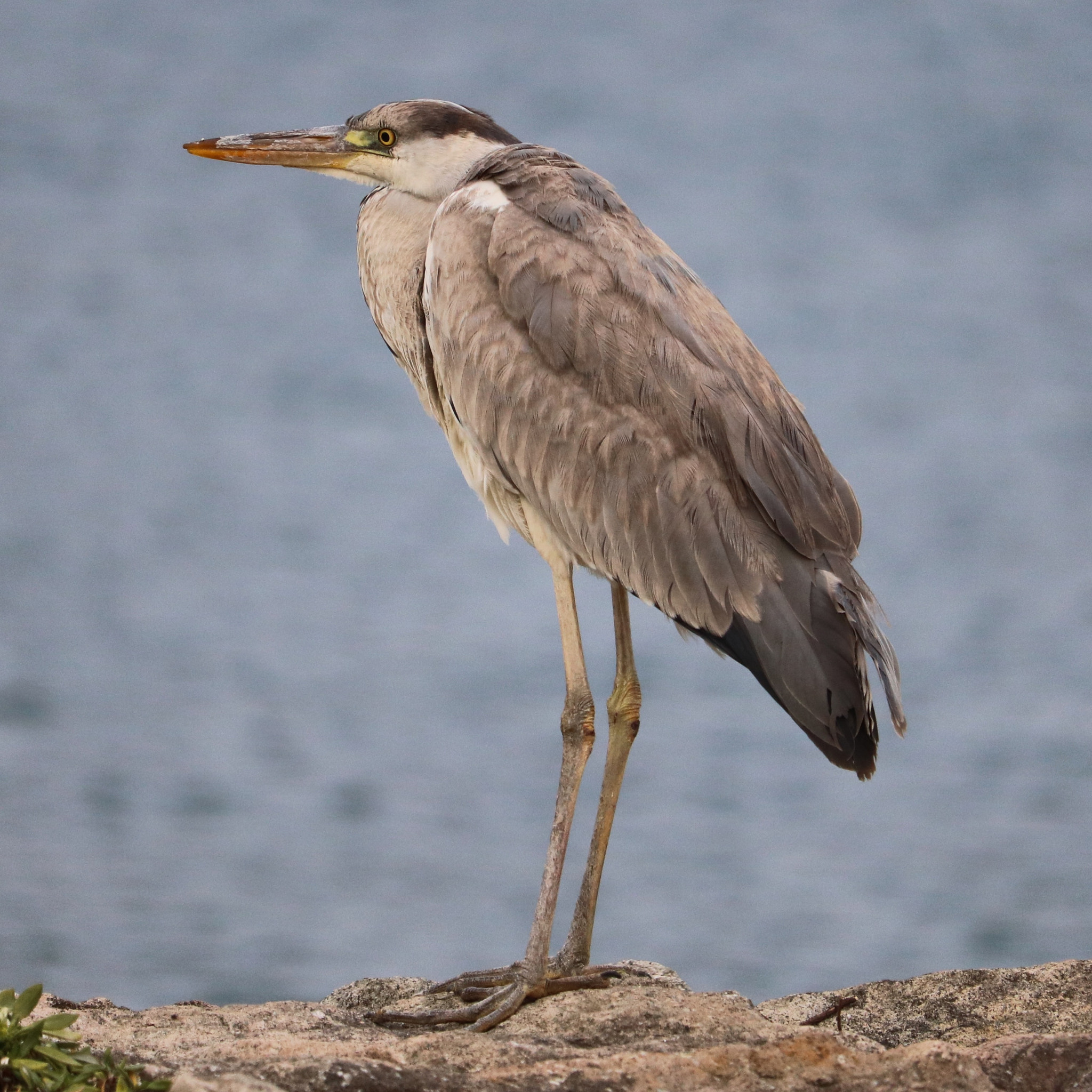 Canon EOS 750D (EOS Rebel T6i / EOS Kiss X8i) + Canon EF-S 55-250mm F4-5.6 IS STM sample photo. Heron photography