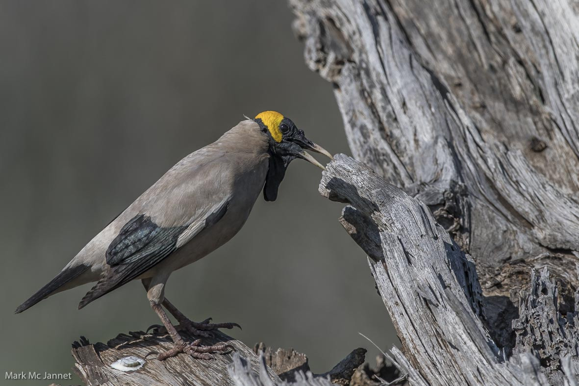 Nikon AF-S Nikkor 800mm F5.6E FL ED VR sample photo. Wattled starling photography
