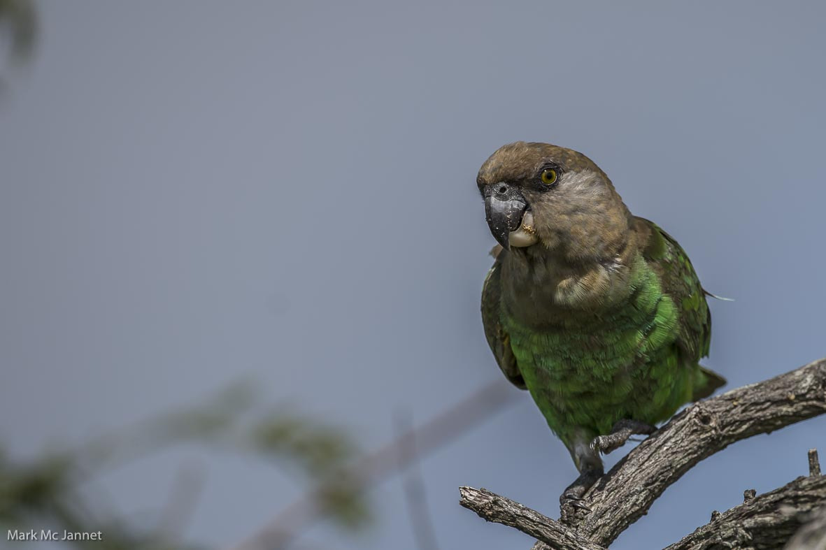 Nikon AF-S Nikkor 800mm F5.6E FL ED VR sample photo. Brown headed parrot photography