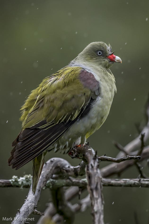 Nikon AF-S Nikkor 800mm F5.6E FL ED VR sample photo. Green pigeon photography