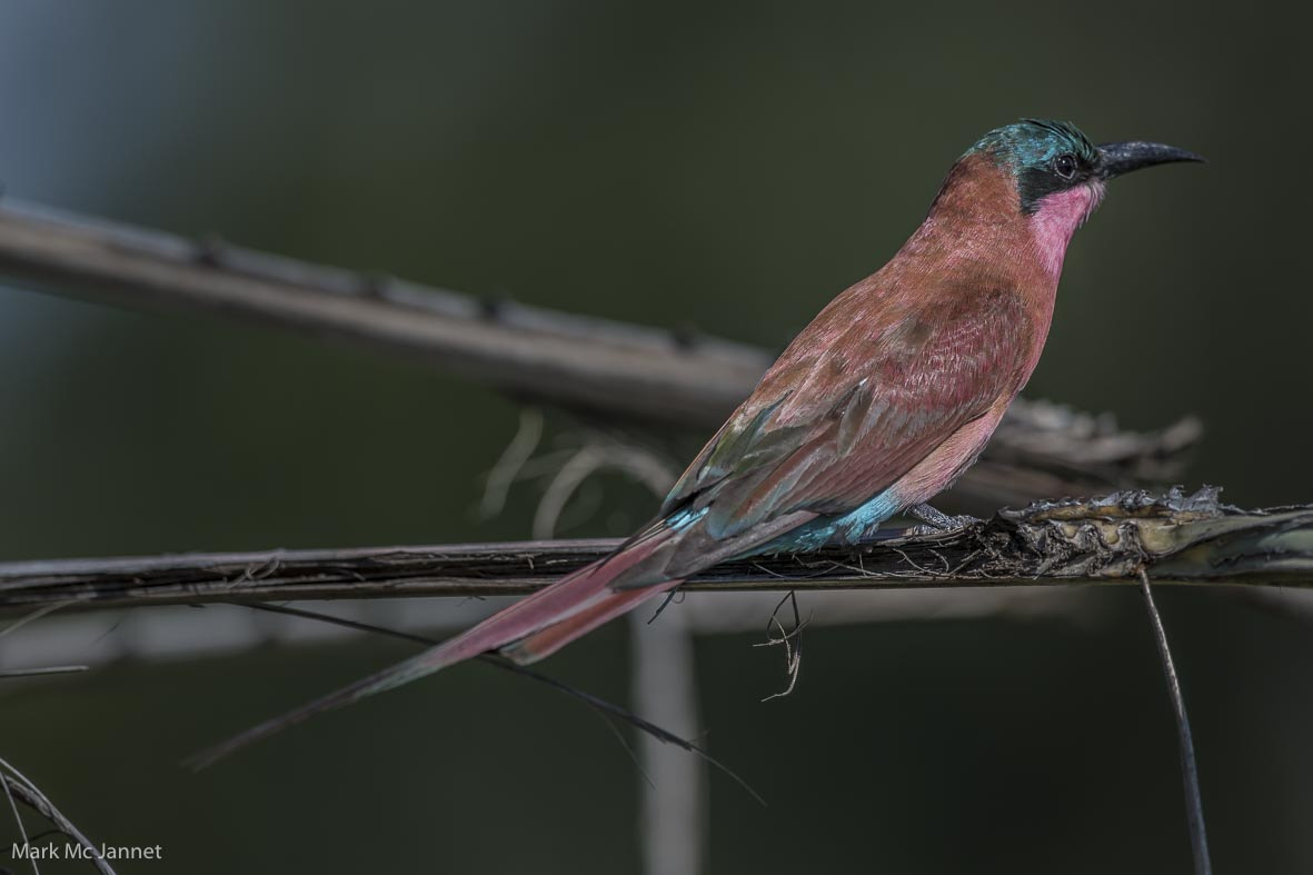 Nikon AF-S Nikkor 800mm F5.6E FL ED VR sample photo. Carmine beeeaters photography