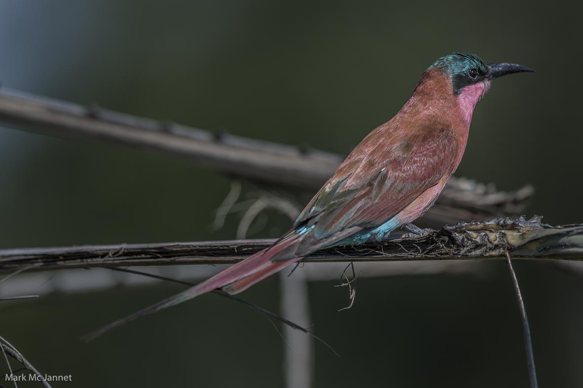 Nikon D5 + Nikon AF-S Nikkor 800mm F5.6E FL ED VR sample photo. Carmine beeeaters photography