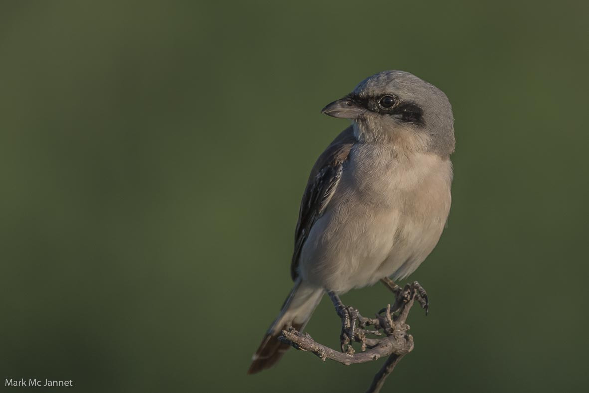 Nikon AF-S Nikkor 800mm F5.6E FL ED VR sample photo. Red backed shrike photography