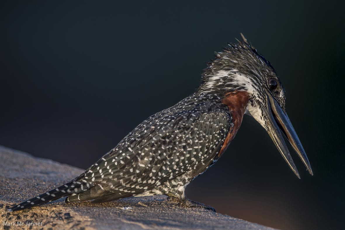 Nikon D5 sample photo. Giant kingfisher photography