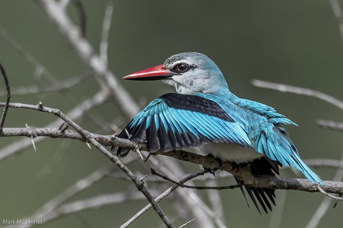 Nikon AF-S Nikkor 800mm F5.6E FL ED VR sample photo. Woodlands kingfisher photography