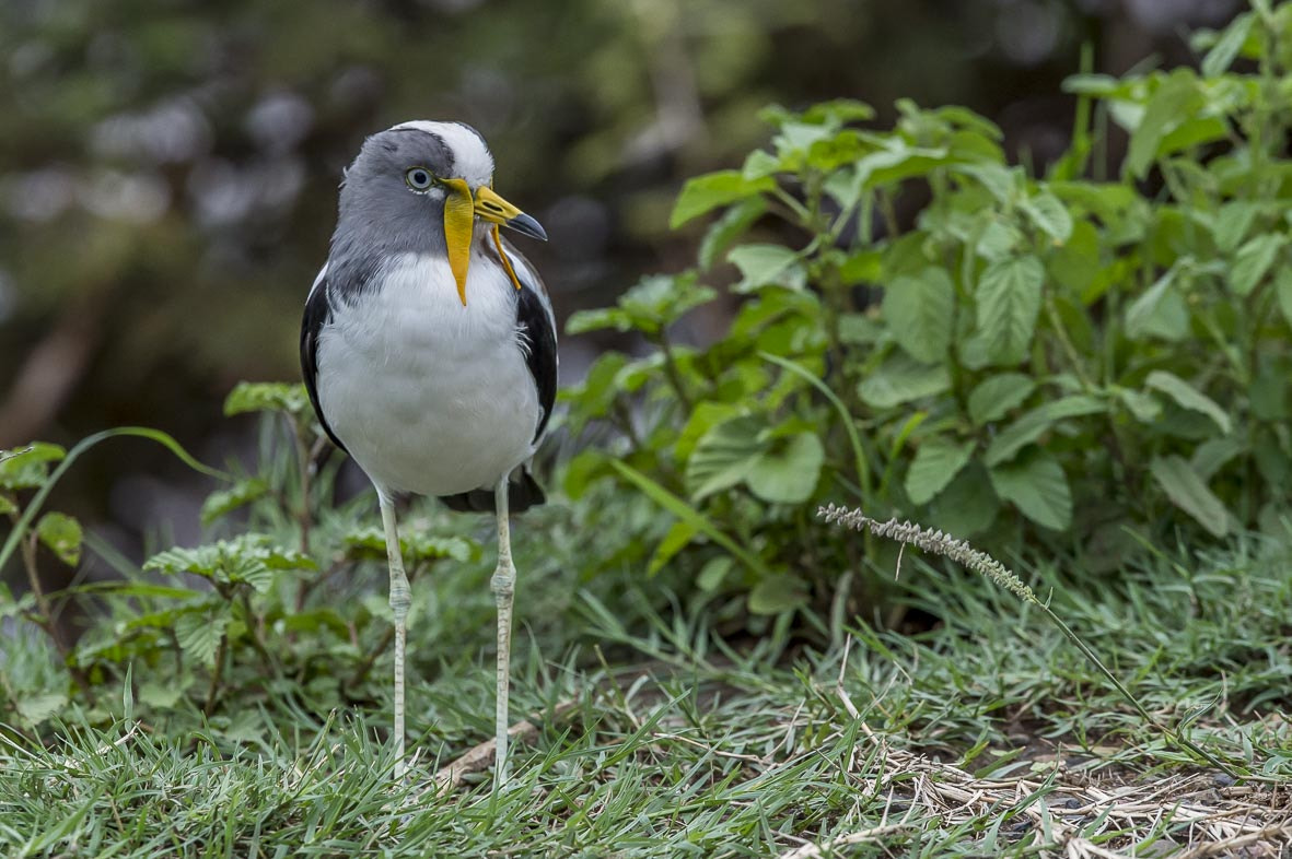 Nikon AF-S Nikkor 400mm F2.8E FL ED VR sample photo. White crowned lapwing photography