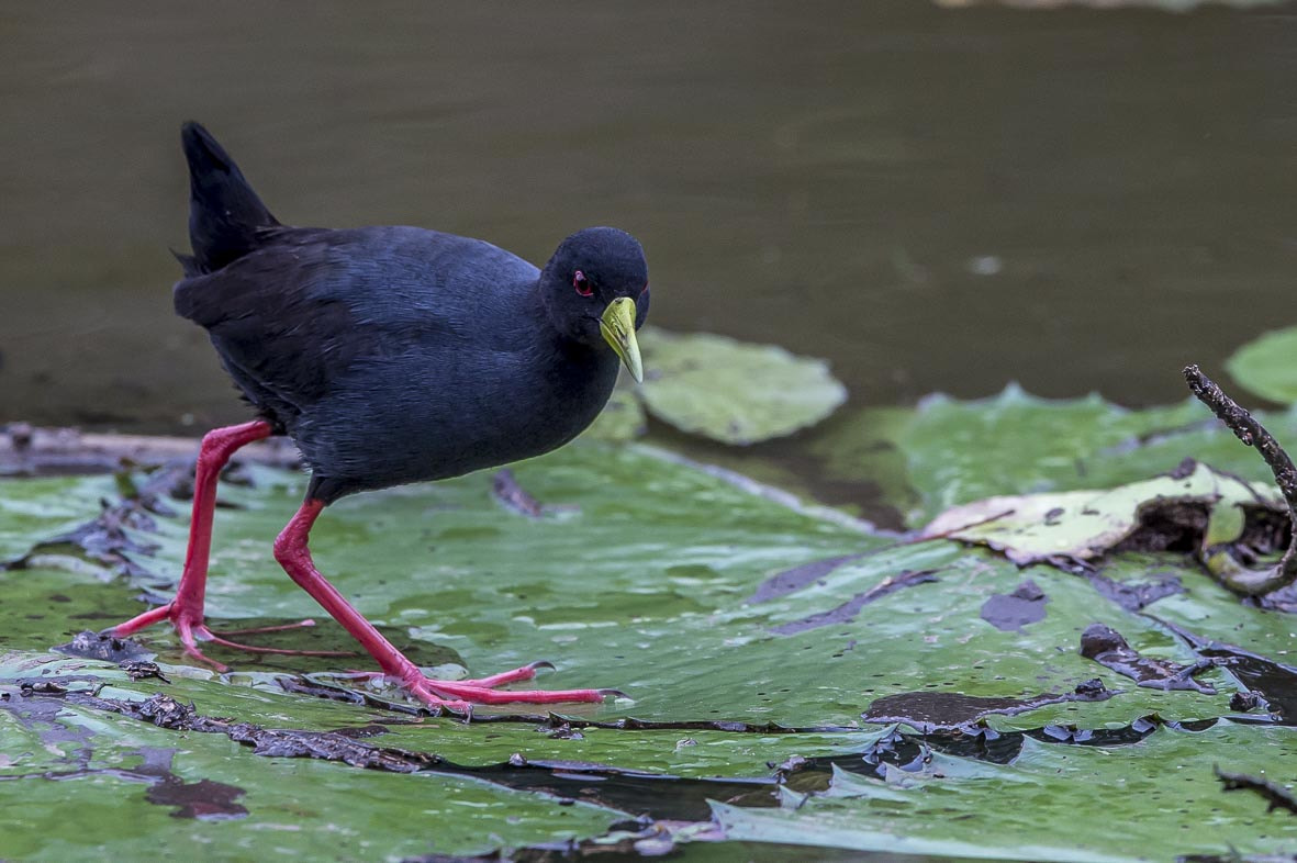 Nikon AF-S Nikkor 400mm F2.8E FL ED VR sample photo. Black crake photography