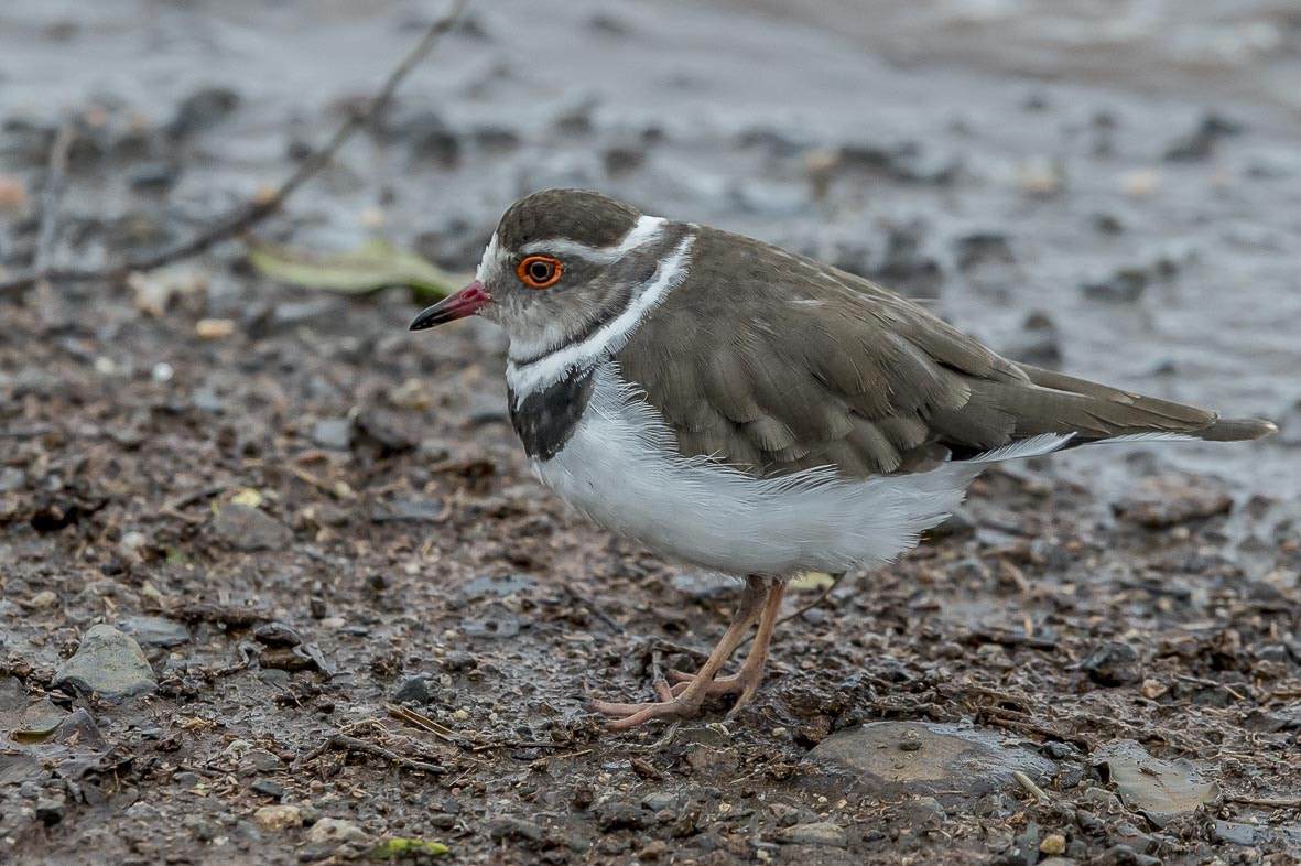 Nikon D4S sample photo. Three banded plover photography