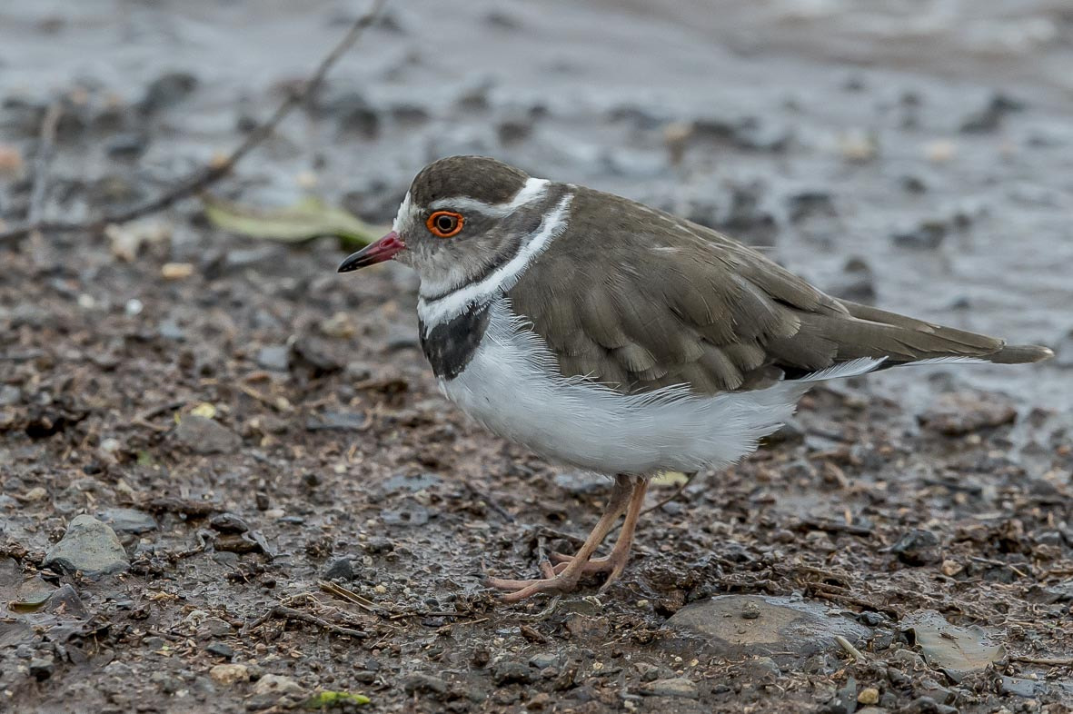 Nikon D4S + Nikon AF-S Nikkor 400mm F2.8E FL ED VR sample photo. Three banded plover photography