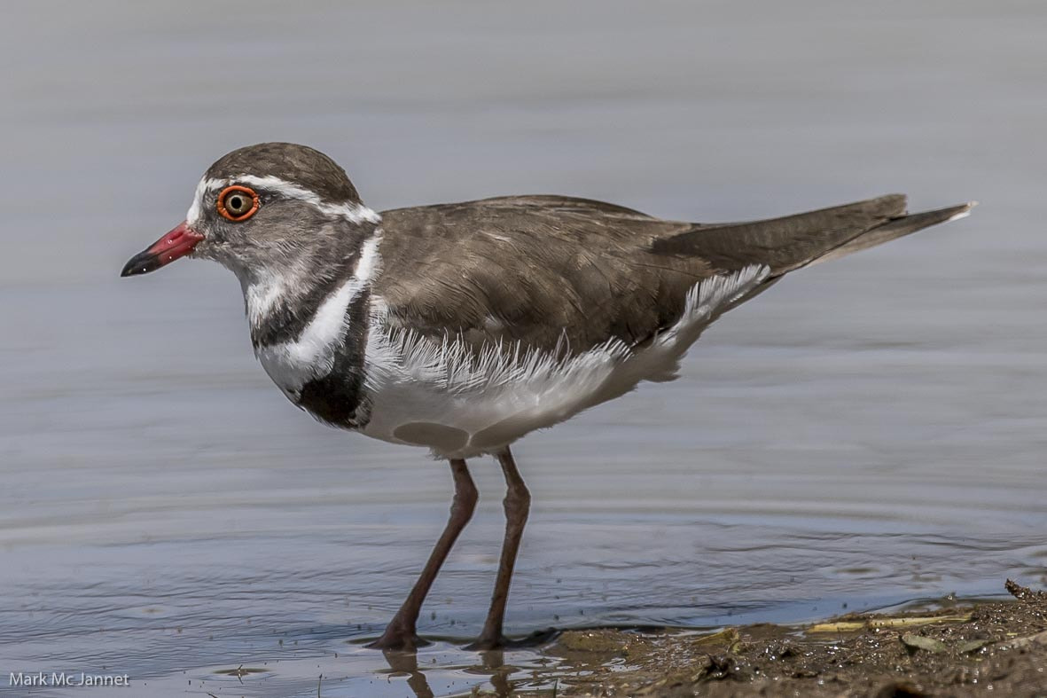 Nikon AF-S Nikkor 800mm F5.6E FL ED VR sample photo. Three banded plover photography