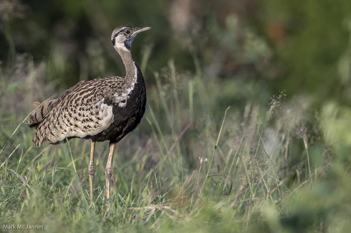 Nikon AF-S Nikkor 800mm F5.6E FL ED VR sample photo. Southern black korhaan photography