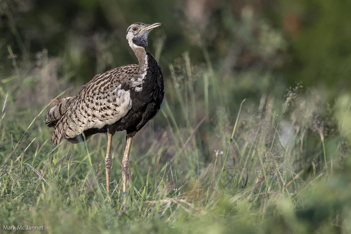 Nikon AF-S Nikkor 800mm F5.6E FL ED VR sample photo. Southern black korhaan photography
