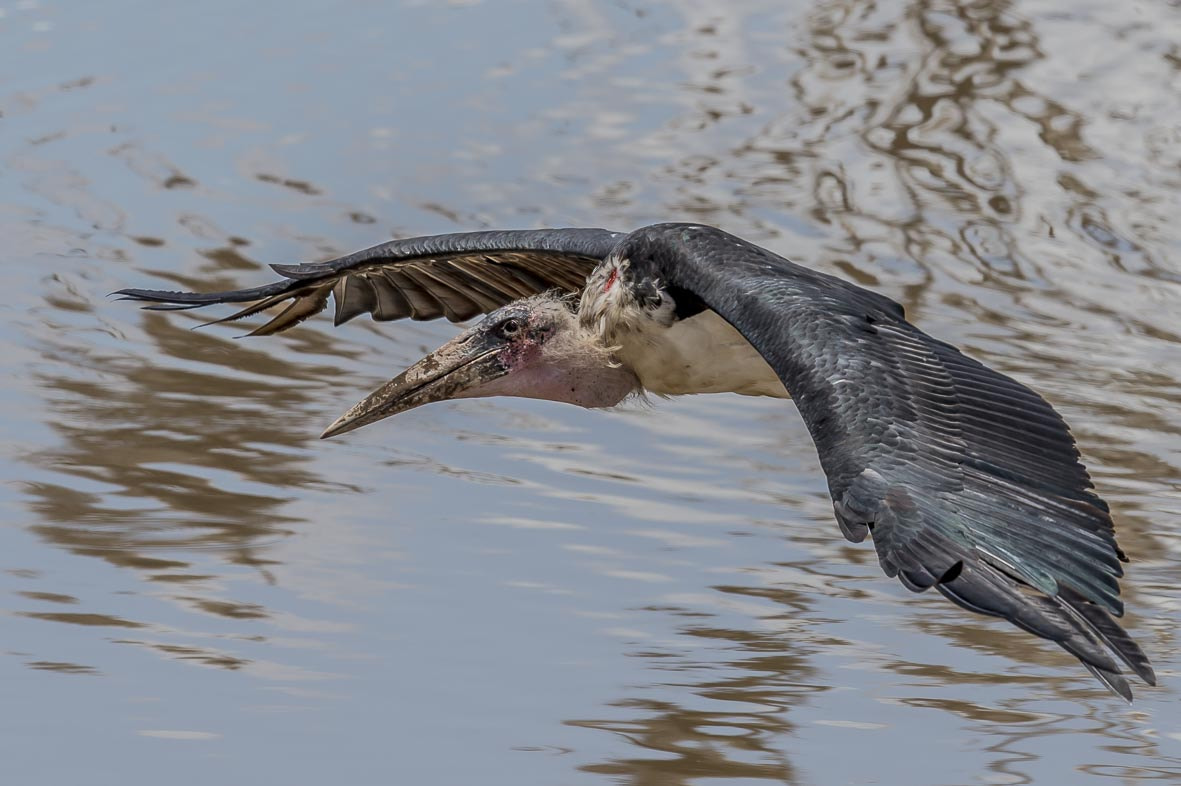 Nikon D4S sample photo. Marabou stork photography