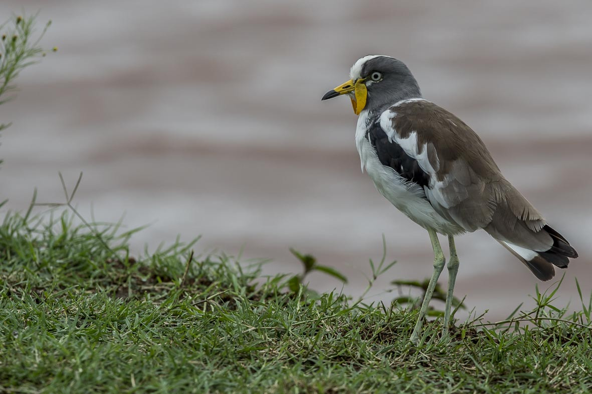 Nikon D4S sample photo. White crowned lapwing photography