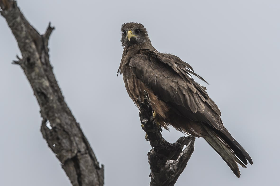 Nikon AF-S Nikkor 400mm F2.8E FL ED VR sample photo. Yellow billed kite photography