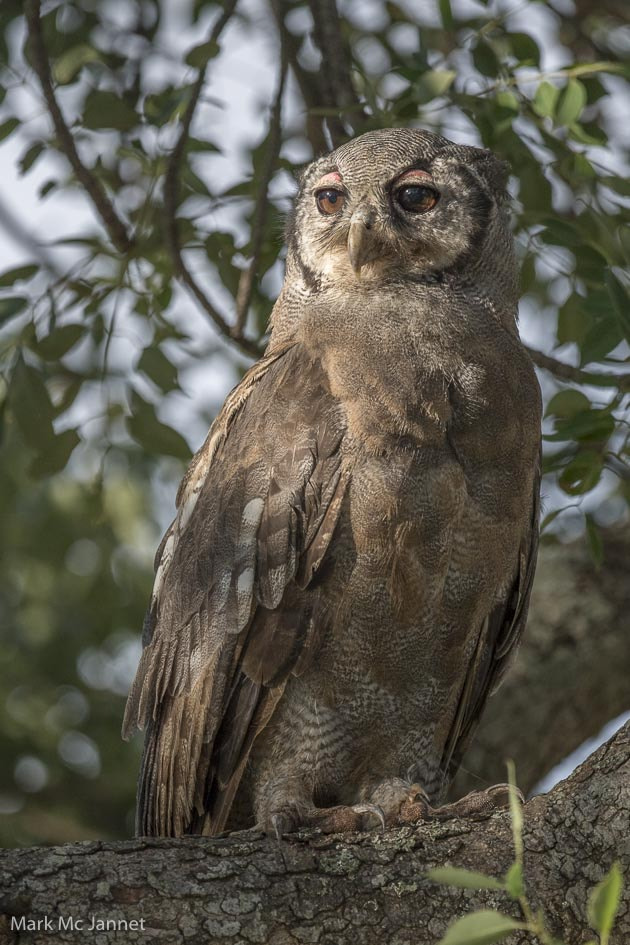 Nikon AF-S Nikkor 800mm F5.6E FL ED VR sample photo. Verreaux's eagle owl photography