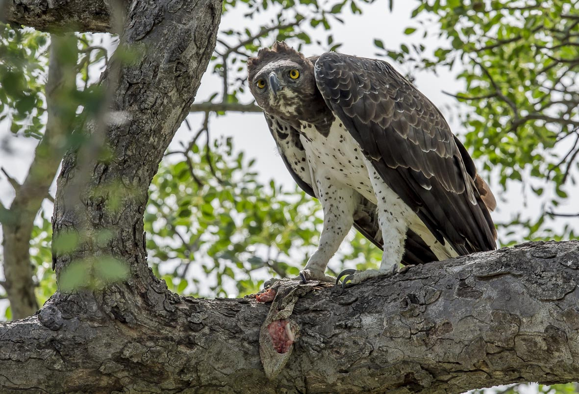 Nikon D4S + Nikon AF-S Nikkor 400mm F2.8E FL ED VR sample photo. Martial eagle photography