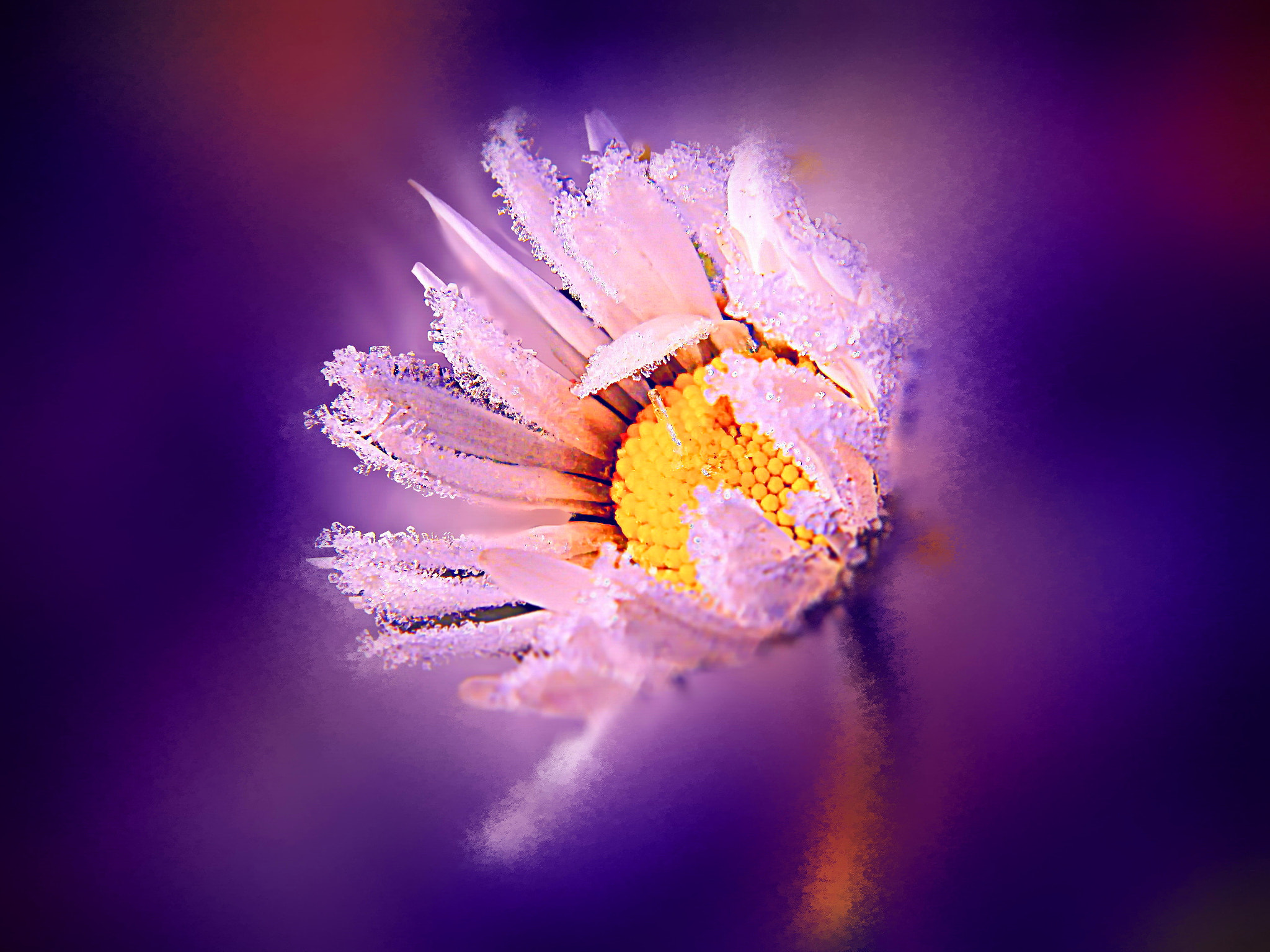 Olympus SP-620UZ sample photo. Frozen flower- fight for life photography