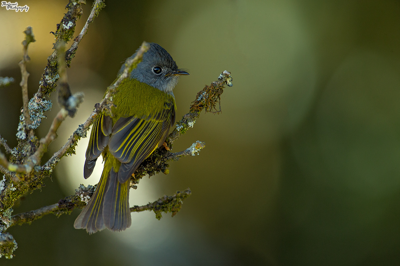 Canon EF 500mm F4L IS USM sample photo. Grey-headed canary-flycatcher photography