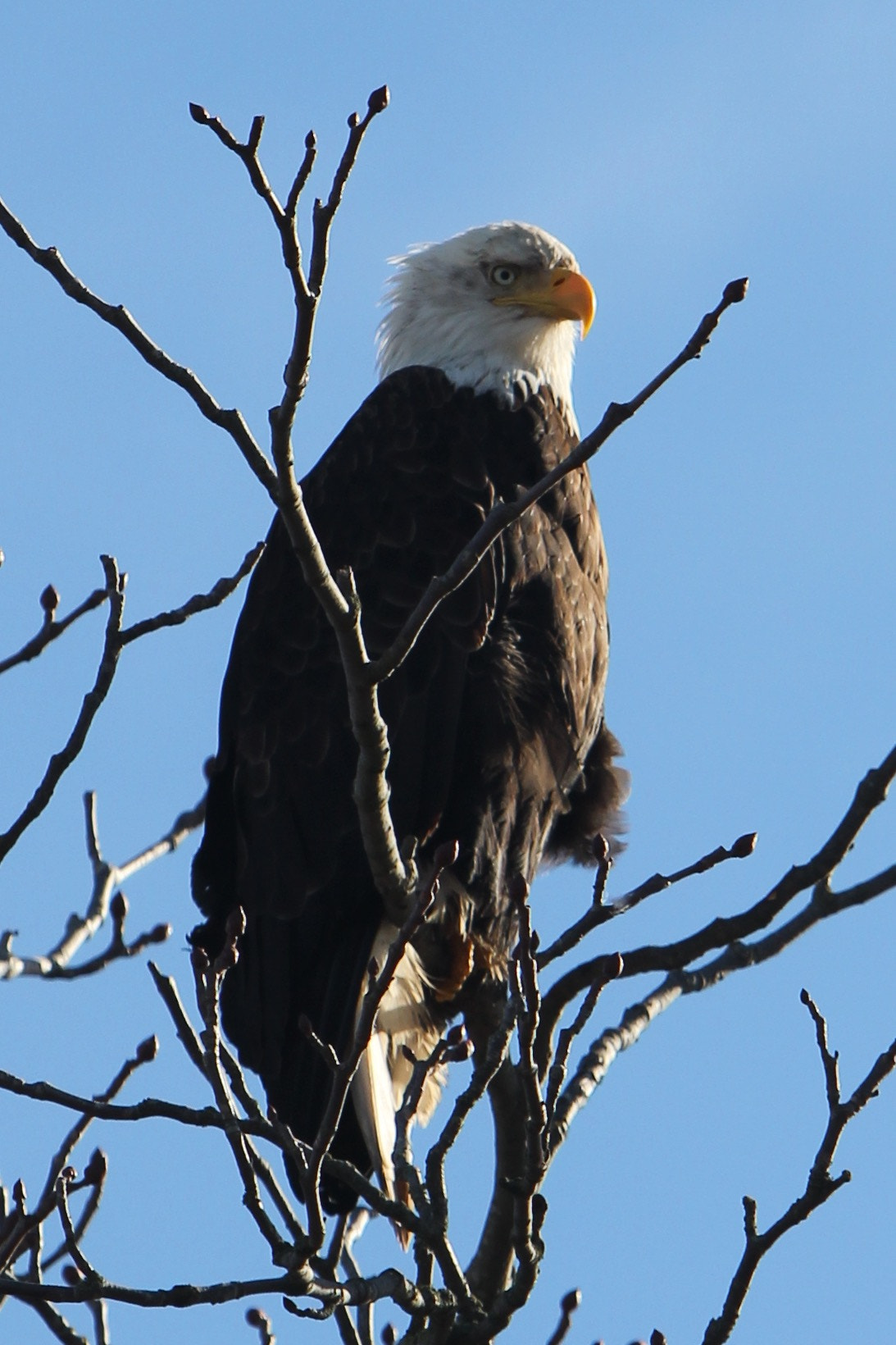 Canon EF 70-200mm F2.8L IS USM sample photo. Image photography