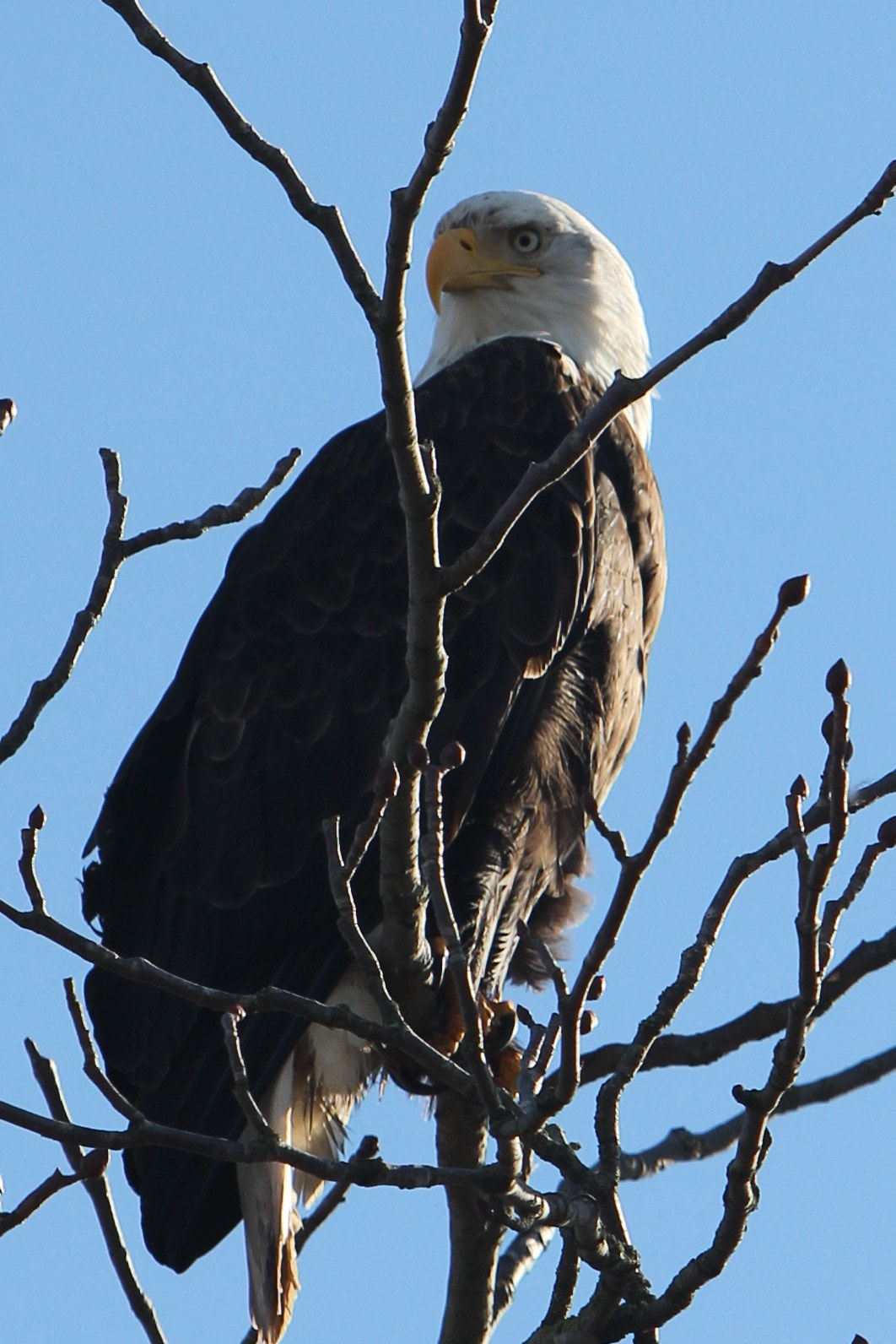 Canon EF 70-200mm F2.8L IS USM sample photo. Image photography