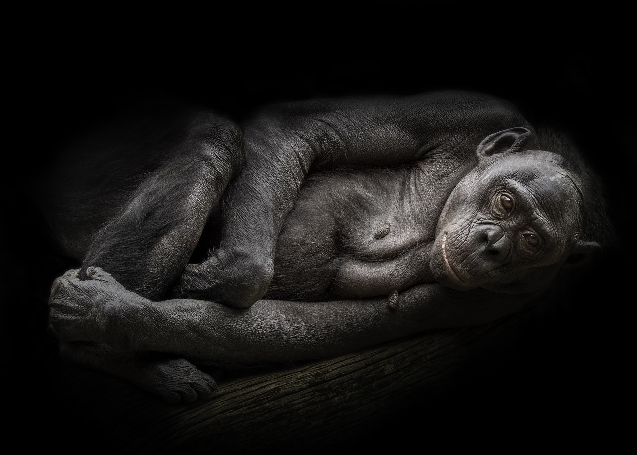 Canon EOS-1D X Mark II sample photo. Loretta for world bonobo day. #endangered photography