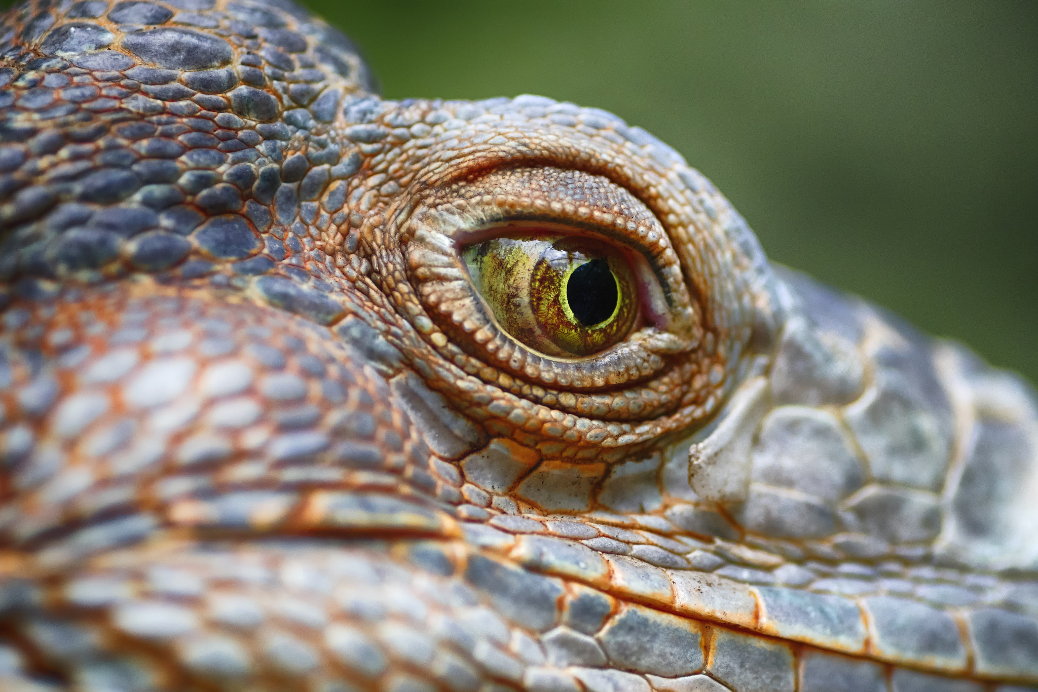Nikon D500 sample photo. Eye of iguana photography