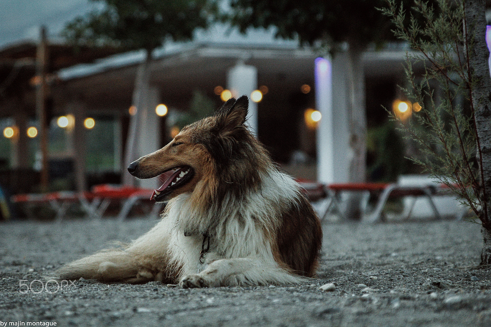 Canon EOS 550D (EOS Rebel T2i / EOS Kiss X4) + Sigma 24-70mm F2.8 EX DG Macro sample photo. Corfu dog photography